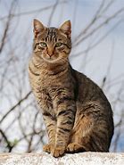 a cat may look at a king